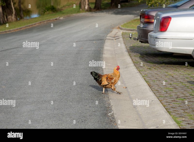 Chicken road - Een Overzicht van het Populaire Spel